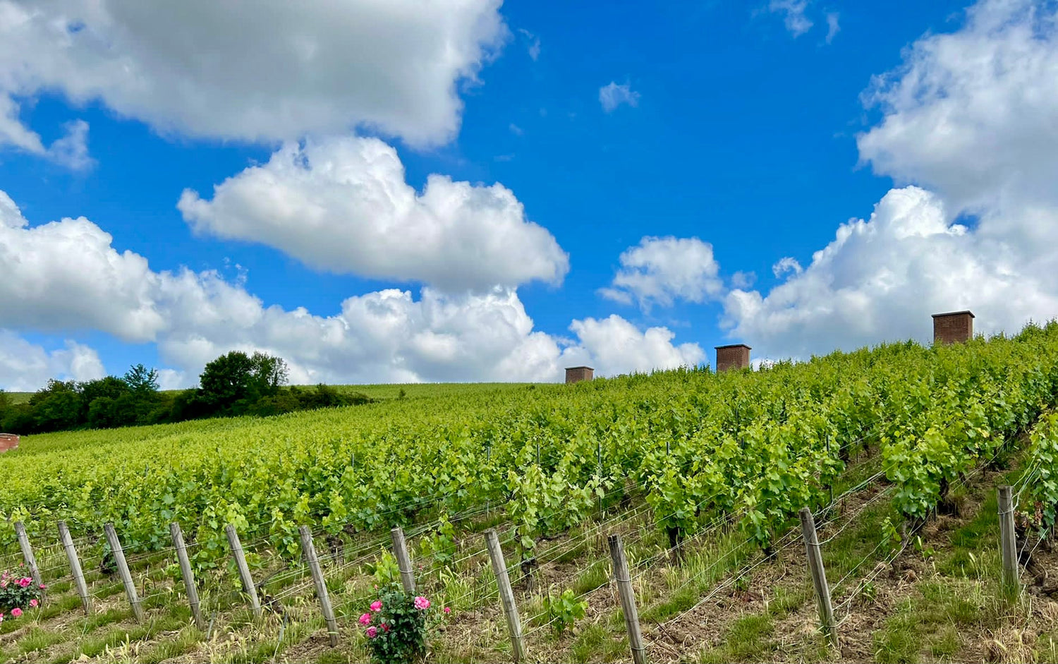 Weinreben in voller Pracht