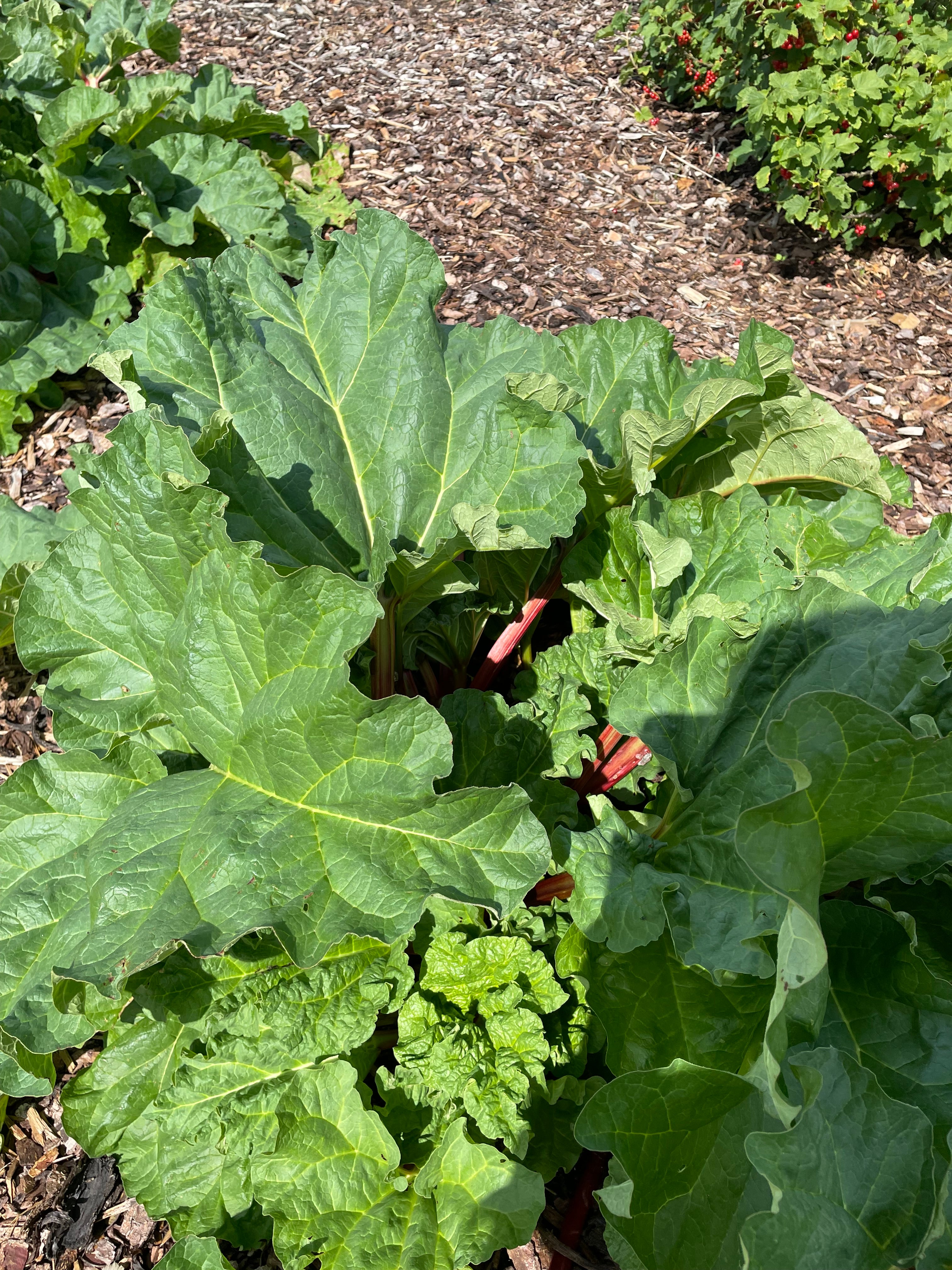 Rhabarberkonfitüre – Grashoff Rhabarberkonfitüre – Grashoff